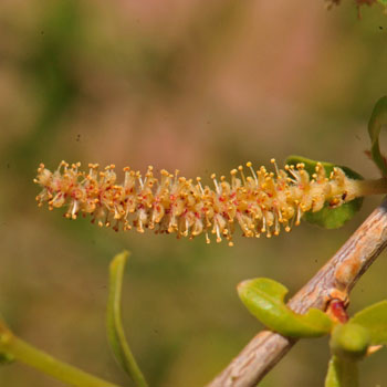 Goodding's Willow flowers are located on soft often fuzzy catkins. Trees have male and female flowers on separate trees. The flowers in the photo are male. Salix gooddingii